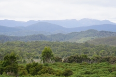 tasmanien 491 copyright piotr nogal