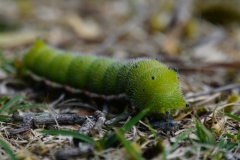 tasmanien 500 copyright piotr nogal